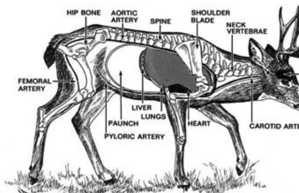 deer skeleton