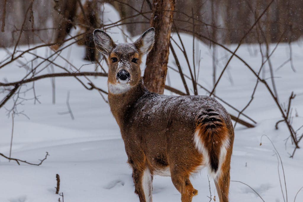 late season deer hunting