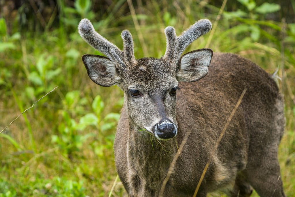 Deer Shedding Velvet
