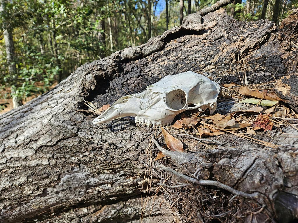 Deer Skull