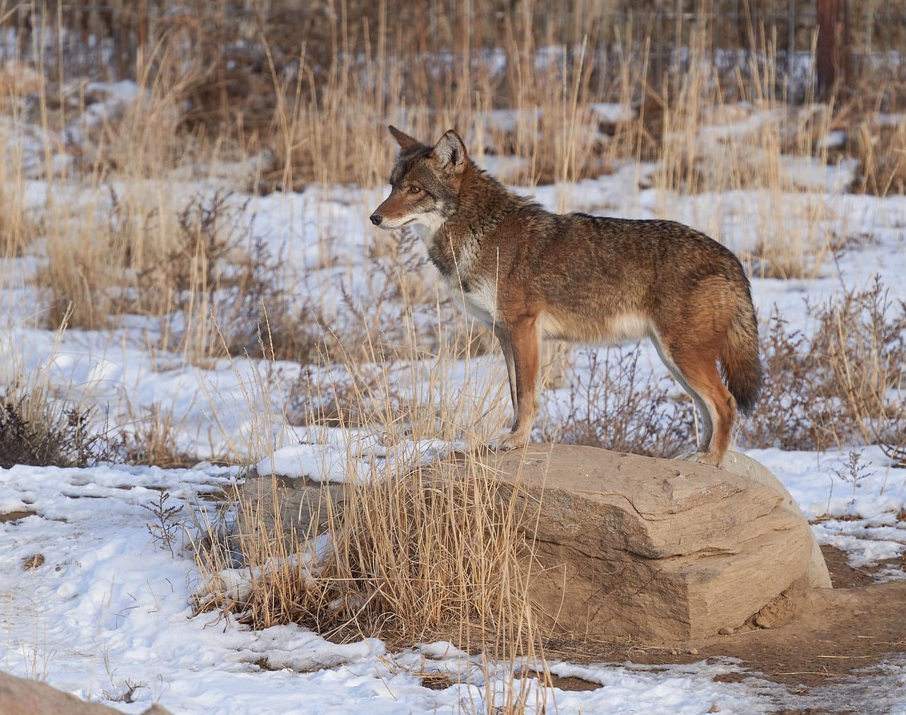 Coyote Hunting Tactics and Gear