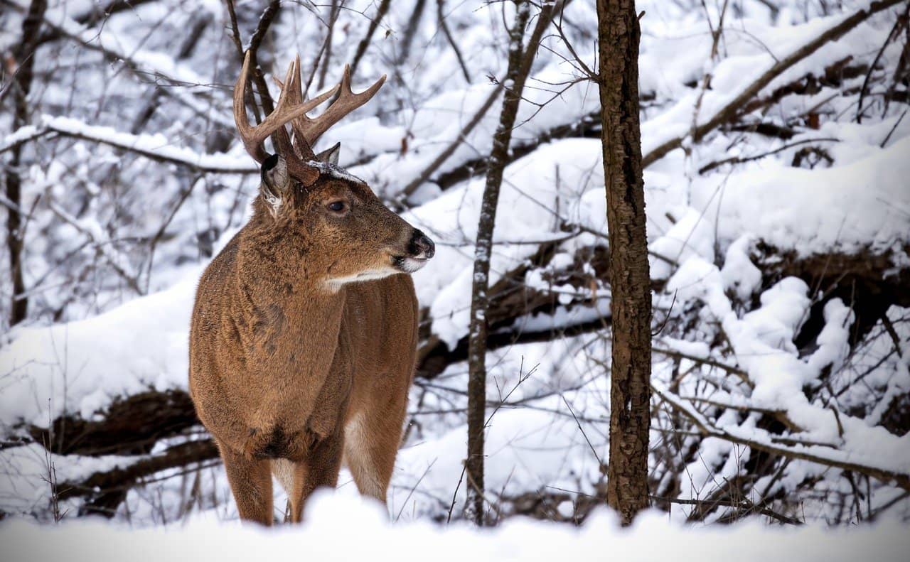 The Role of Wind in Deer Hunting
