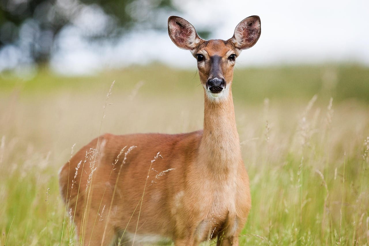 deer eyes
