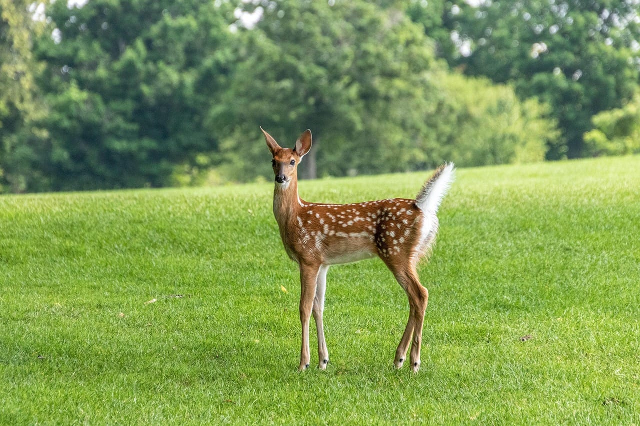deer tail