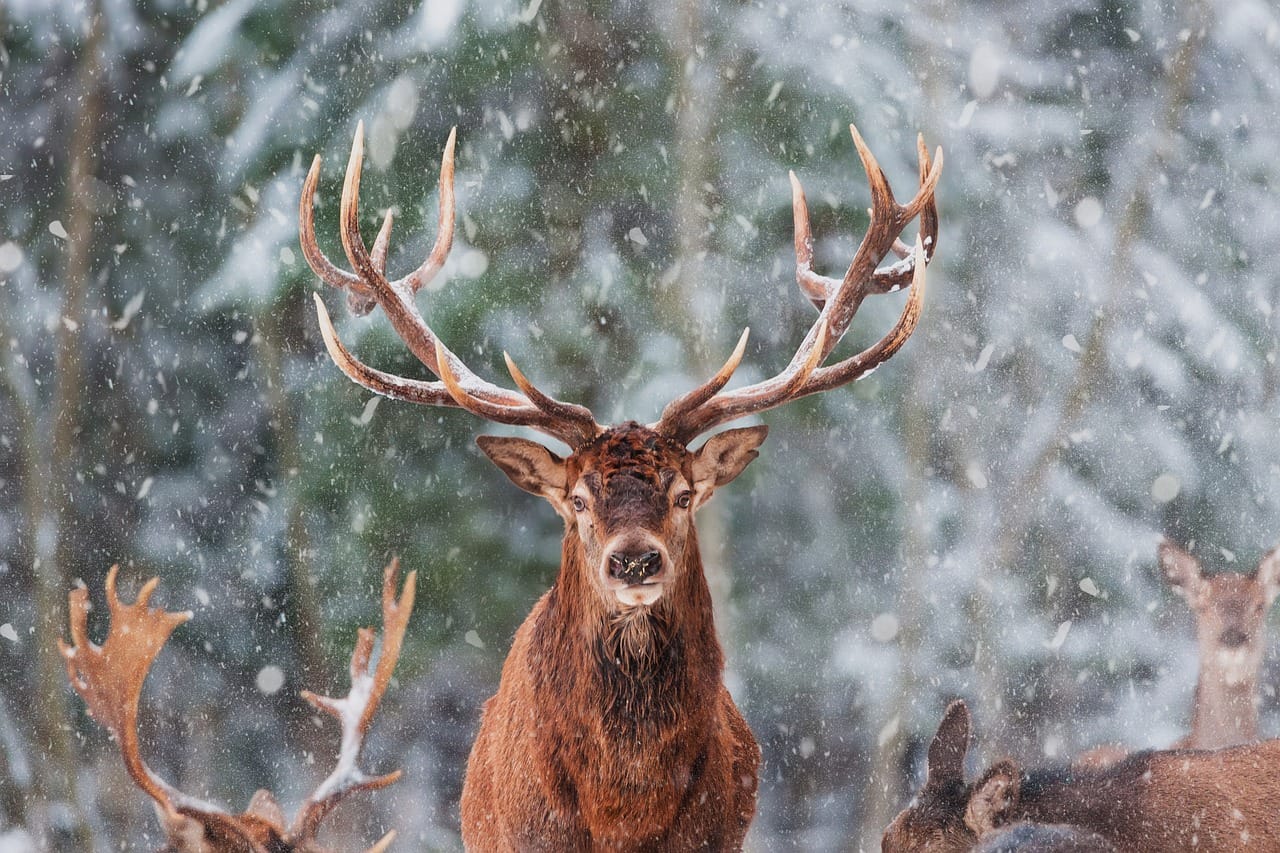 elk vs deer