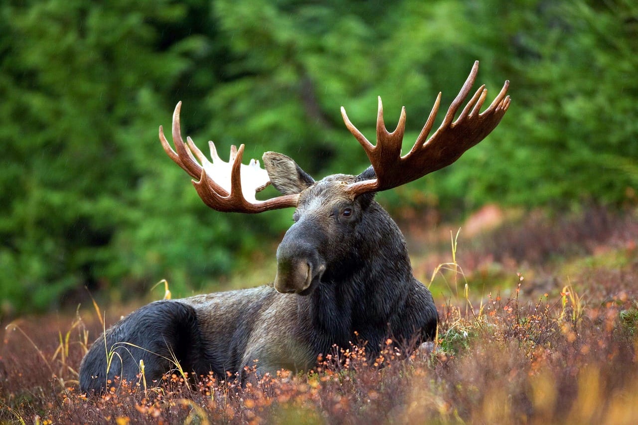 elk vs moose