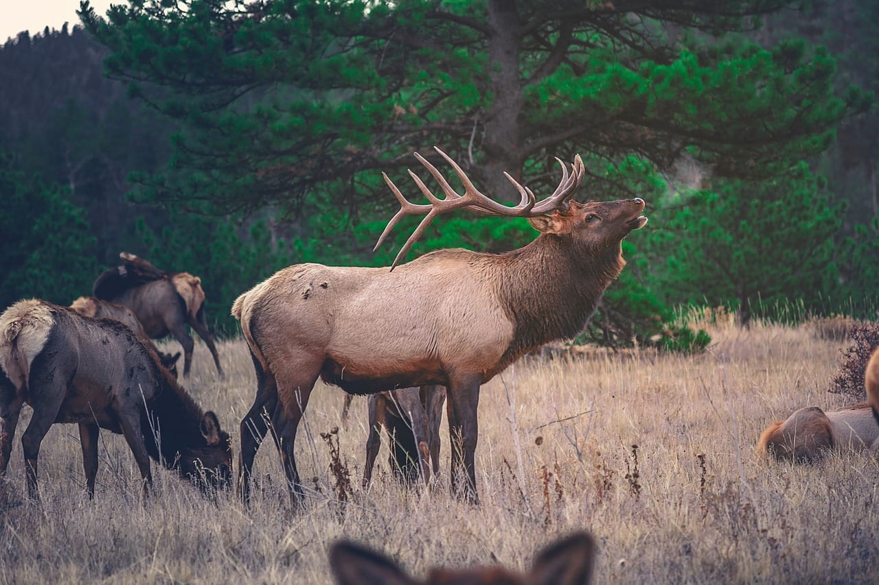 elk mating season