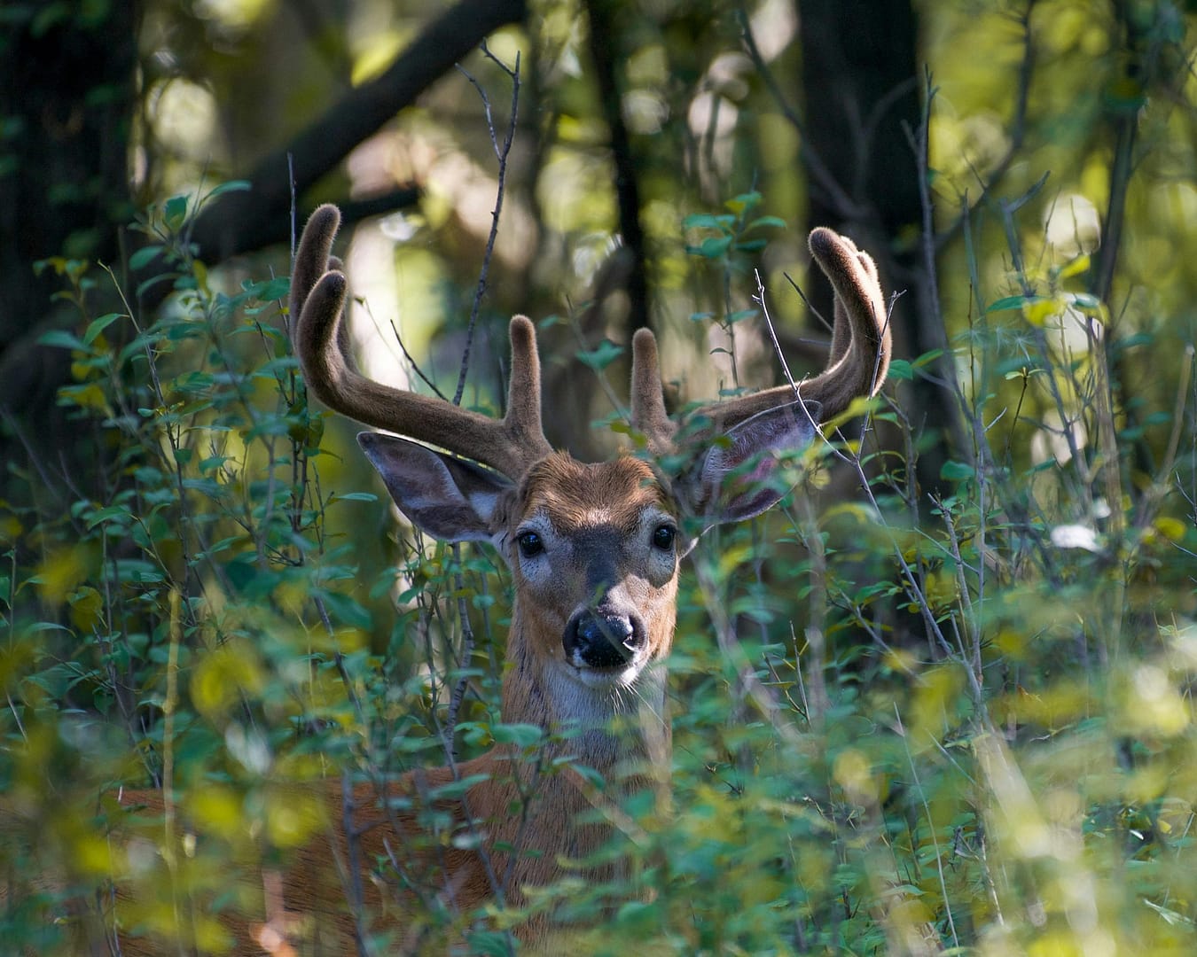 Deer Shedding Velvet