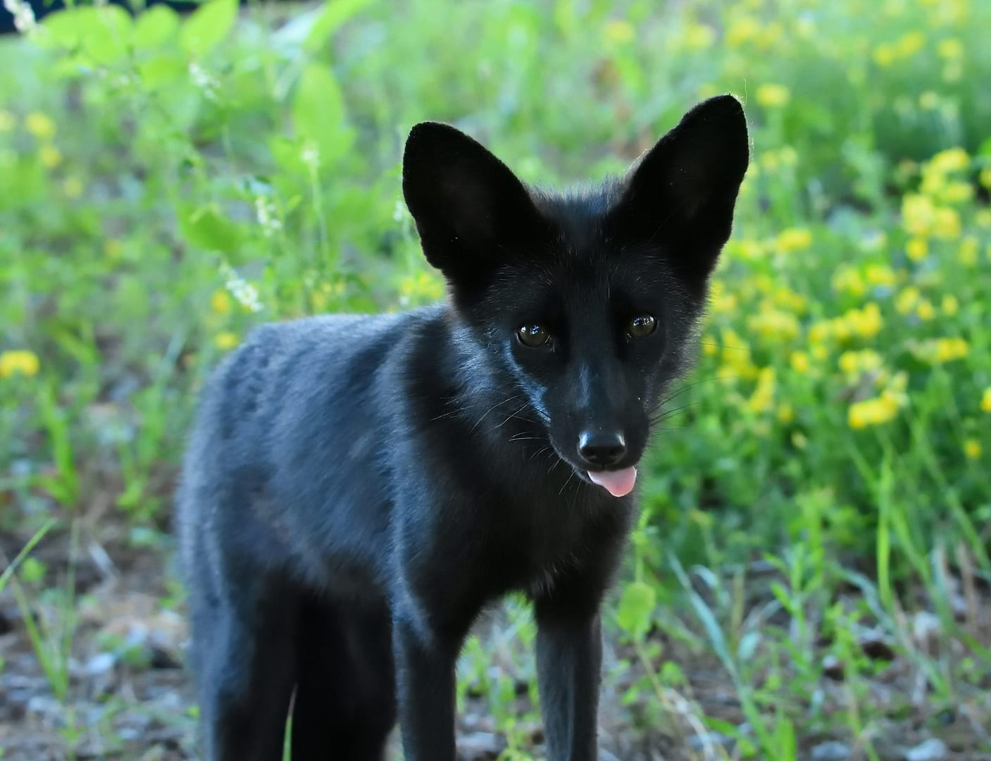 black coyote