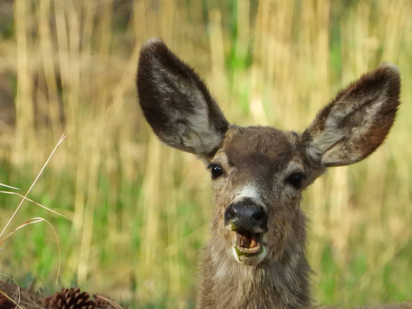 deer teeth