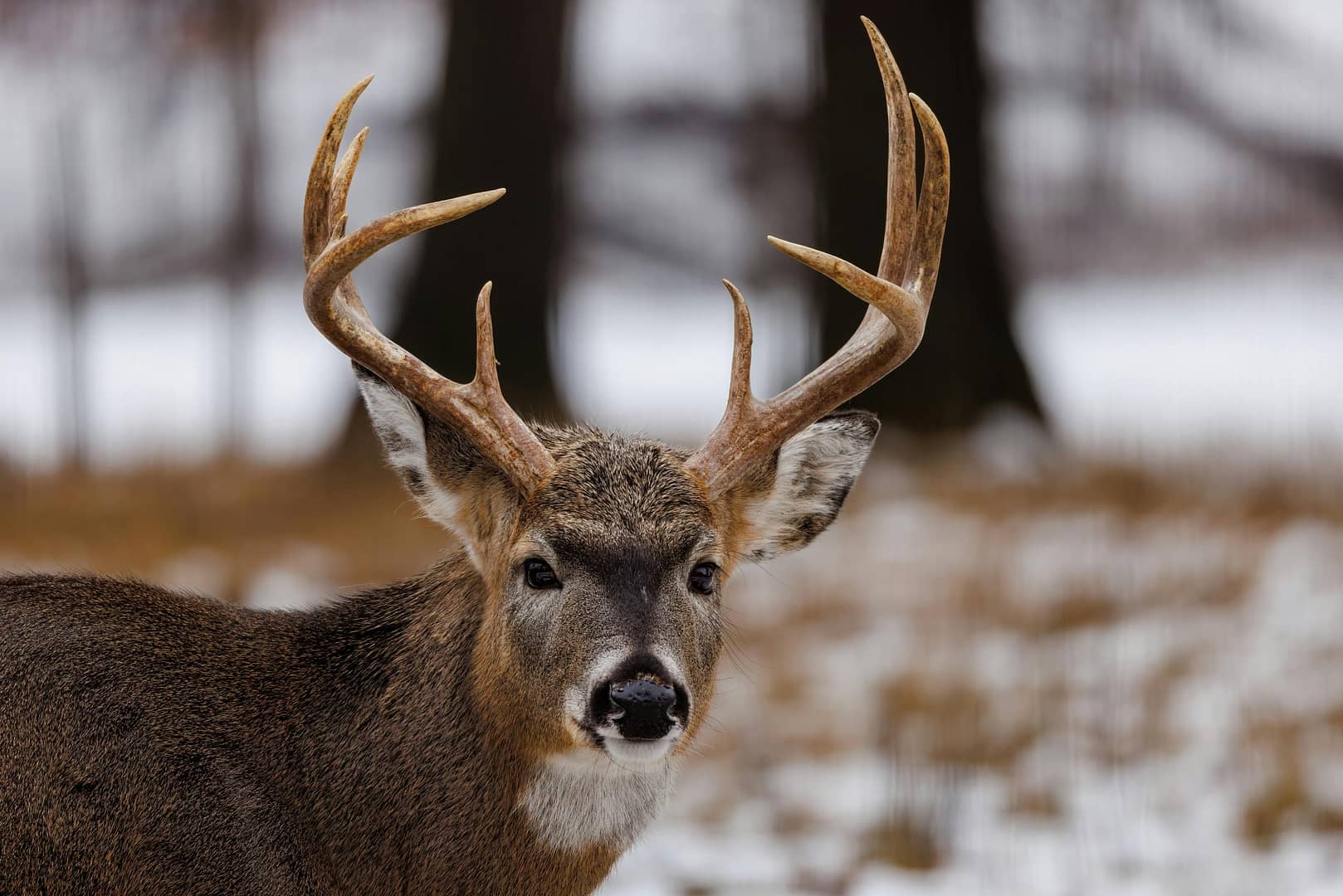 Deer Anatomy and Processing