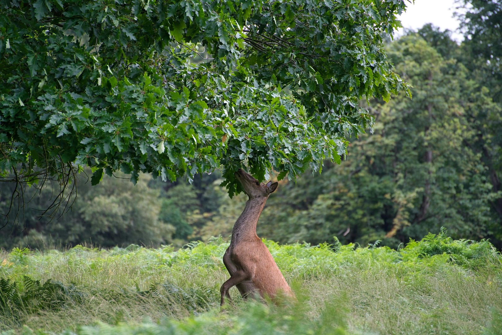 do deer eat meat