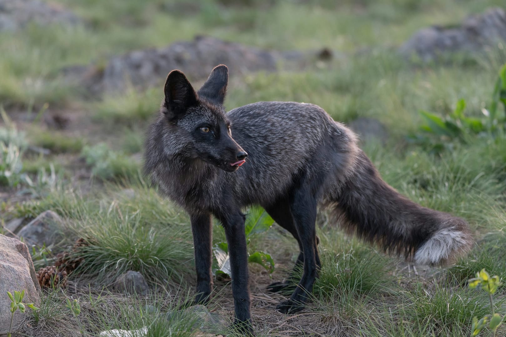 melanistic coyote
