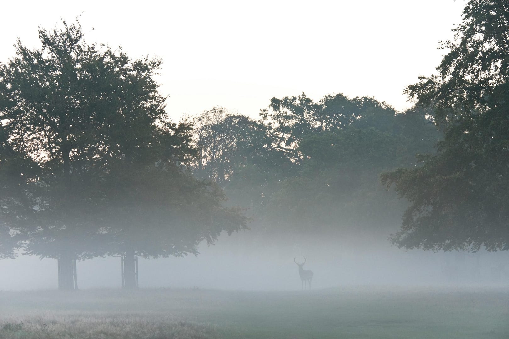Best Time of Day for Deer Hunting