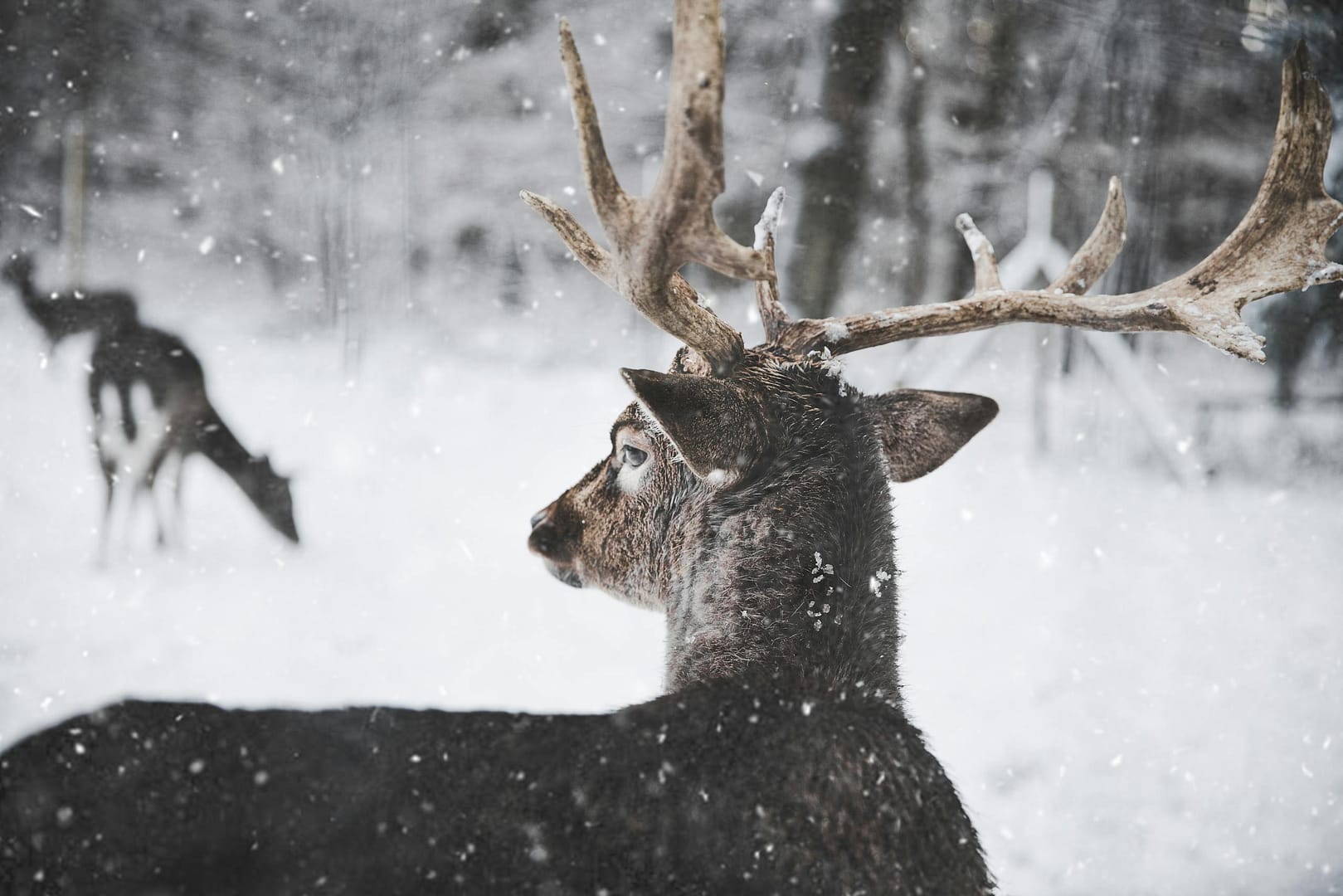 late season deer hunting