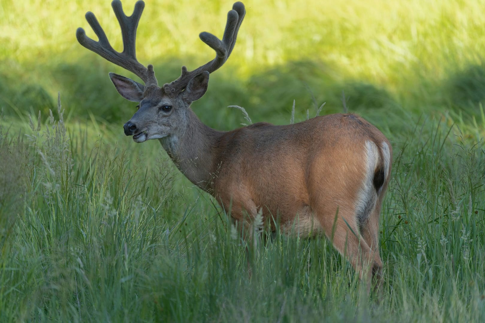California deer season 2024