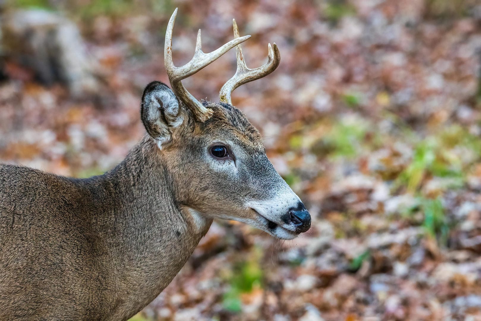 deer anatomy