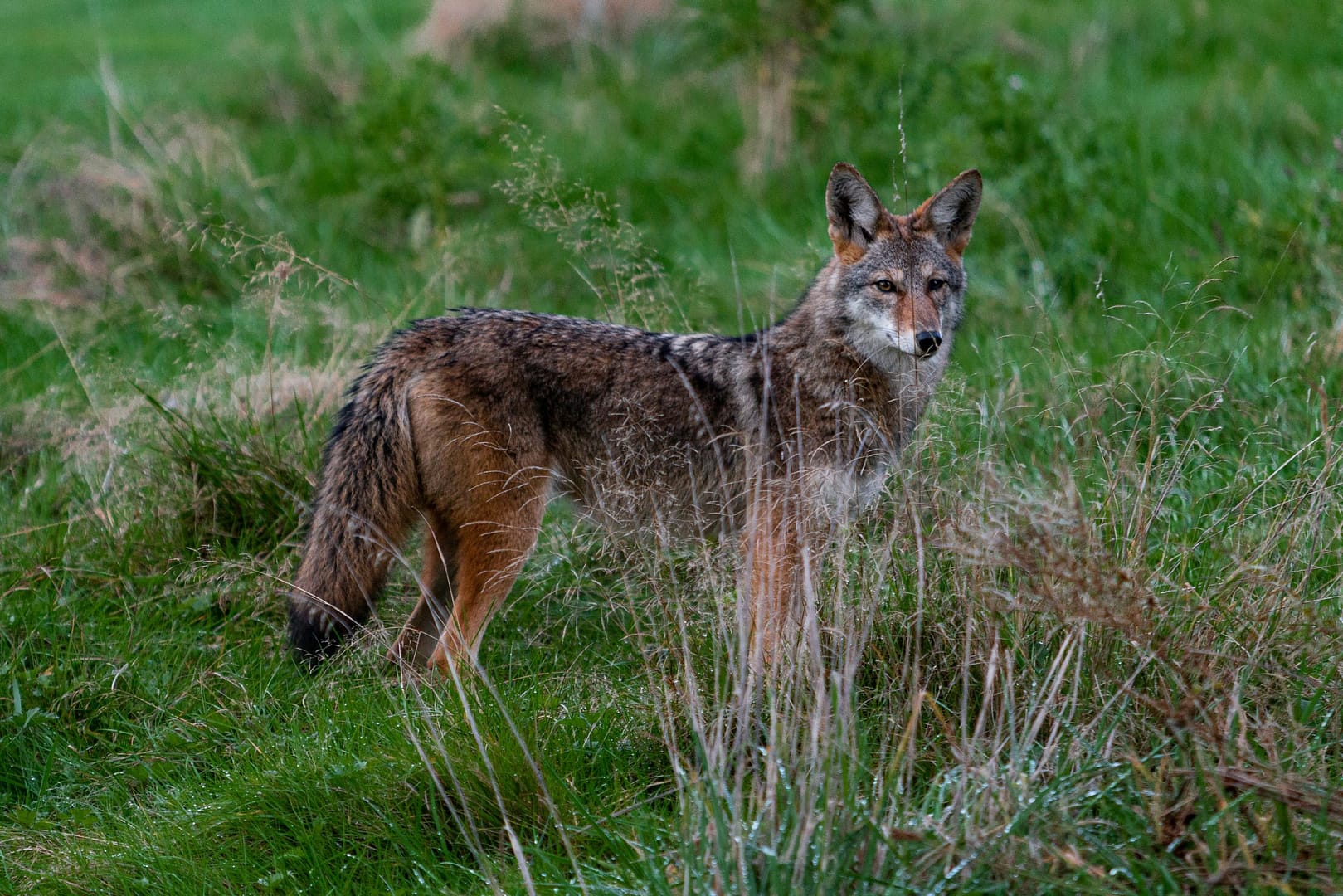 coyote call
