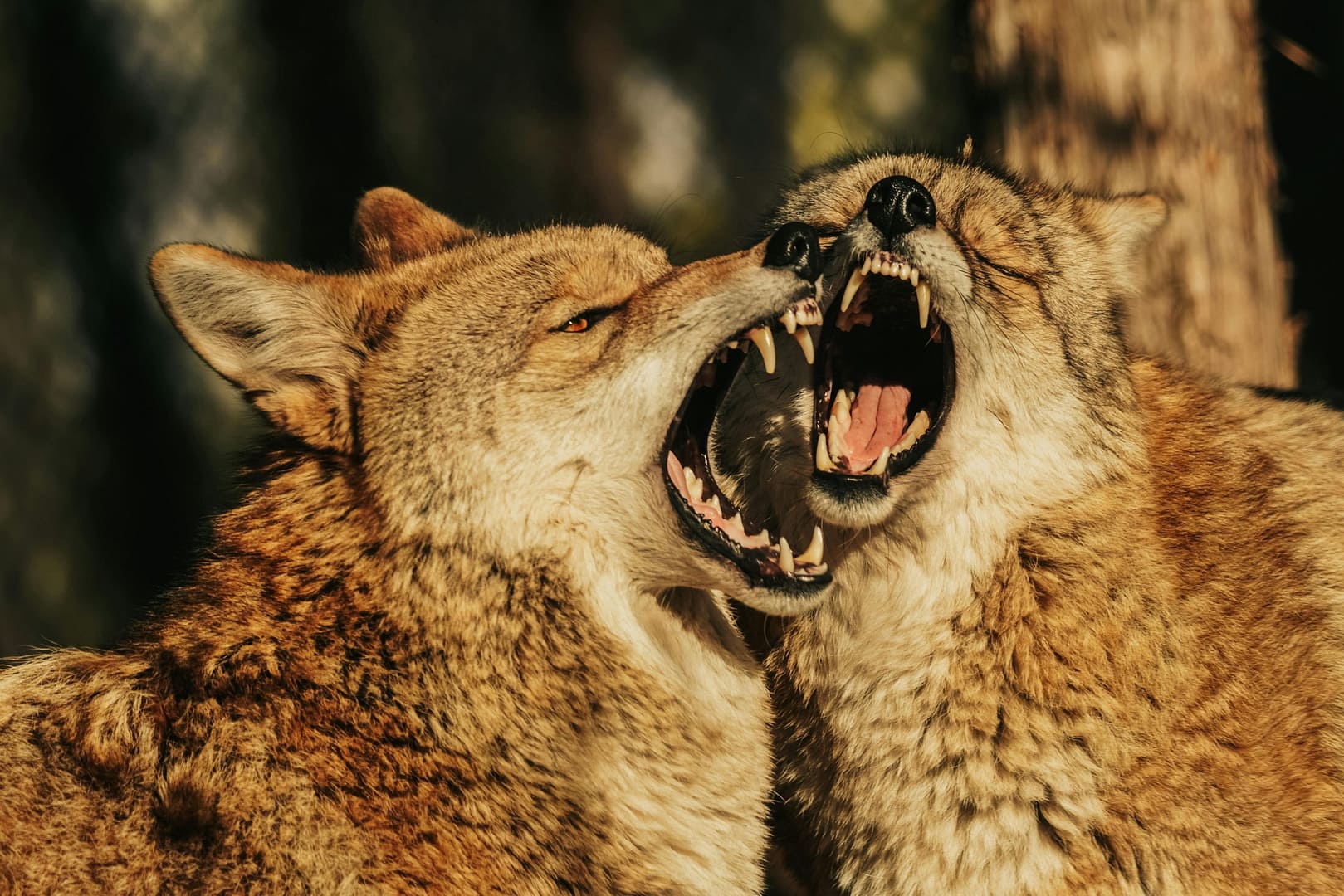 do coyotes run in packs