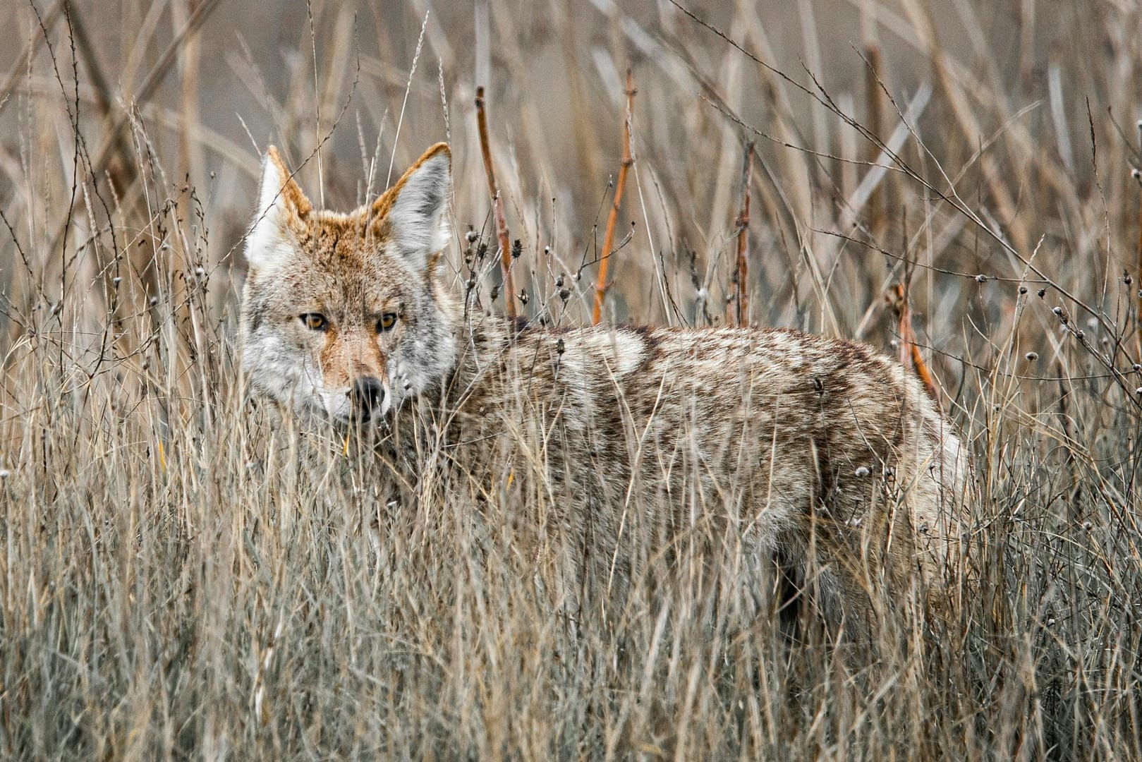 what eats a coyote