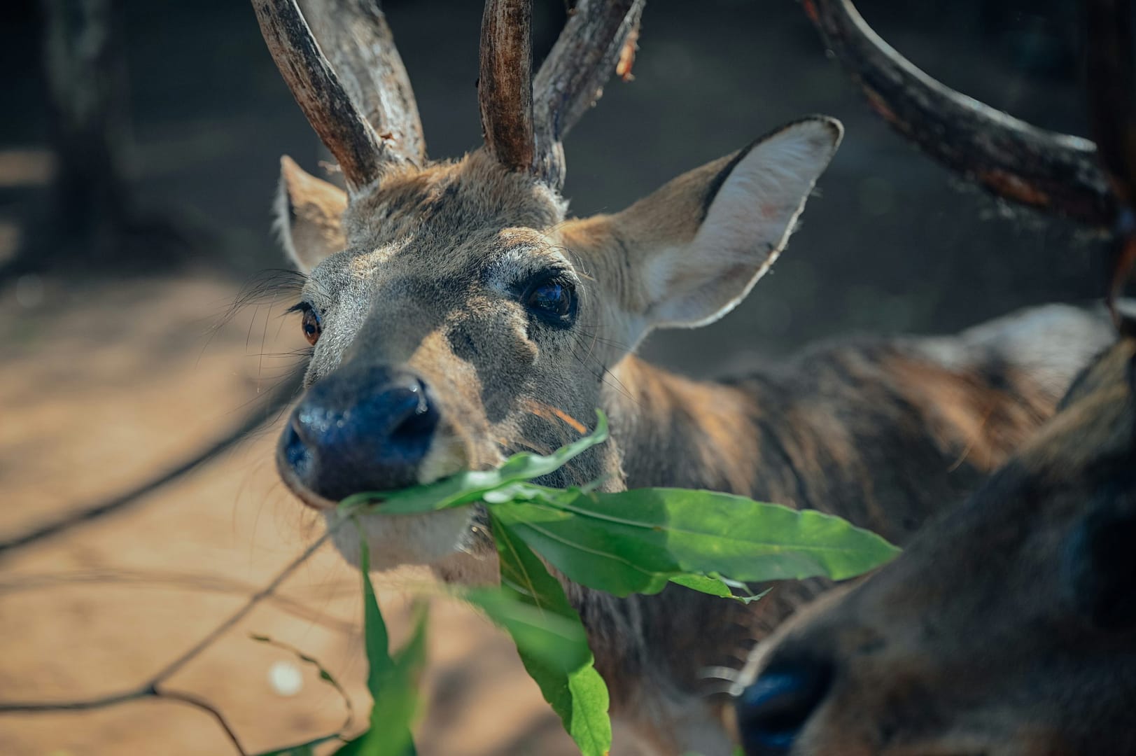 deer feed