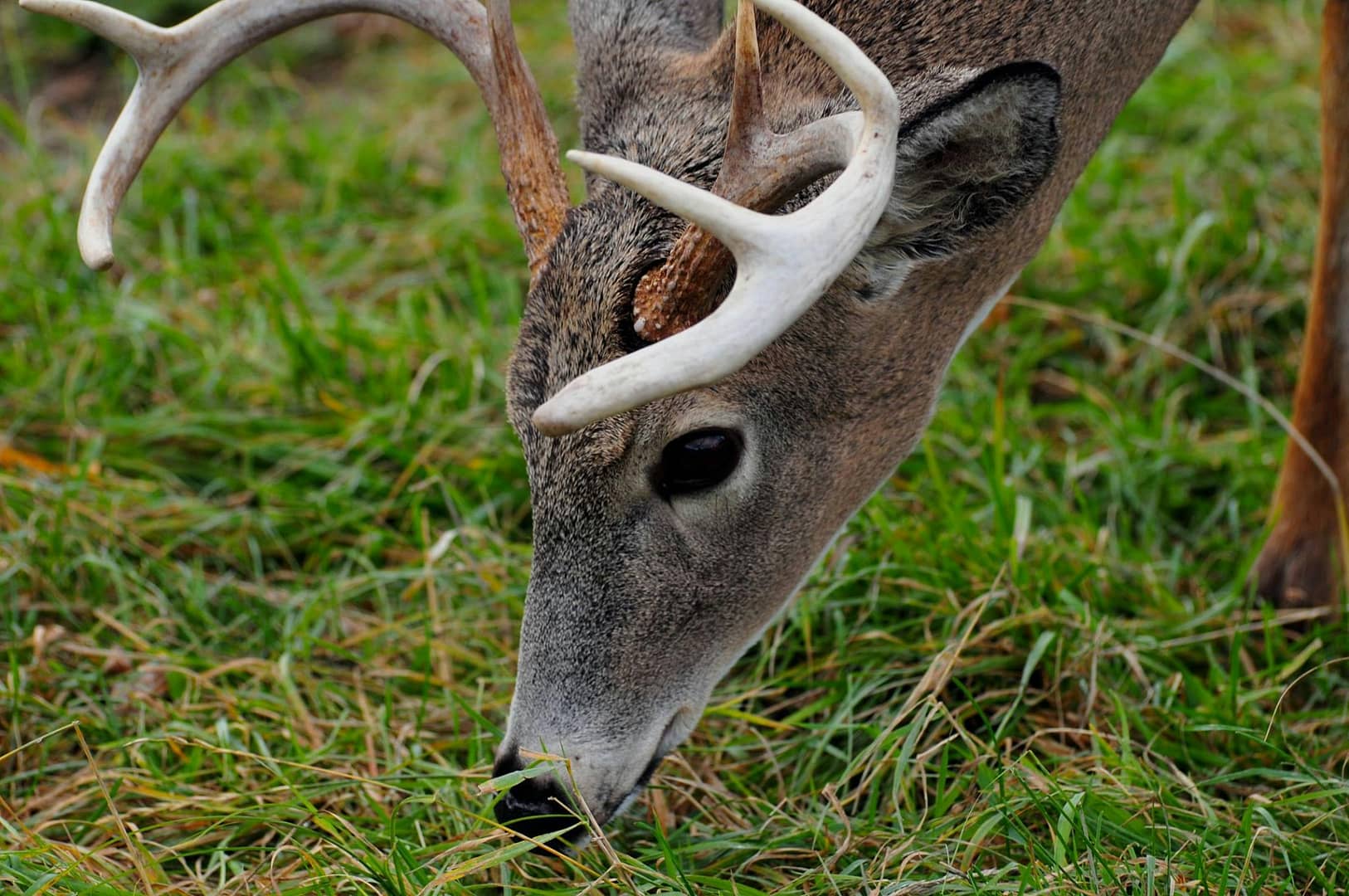 deer processing