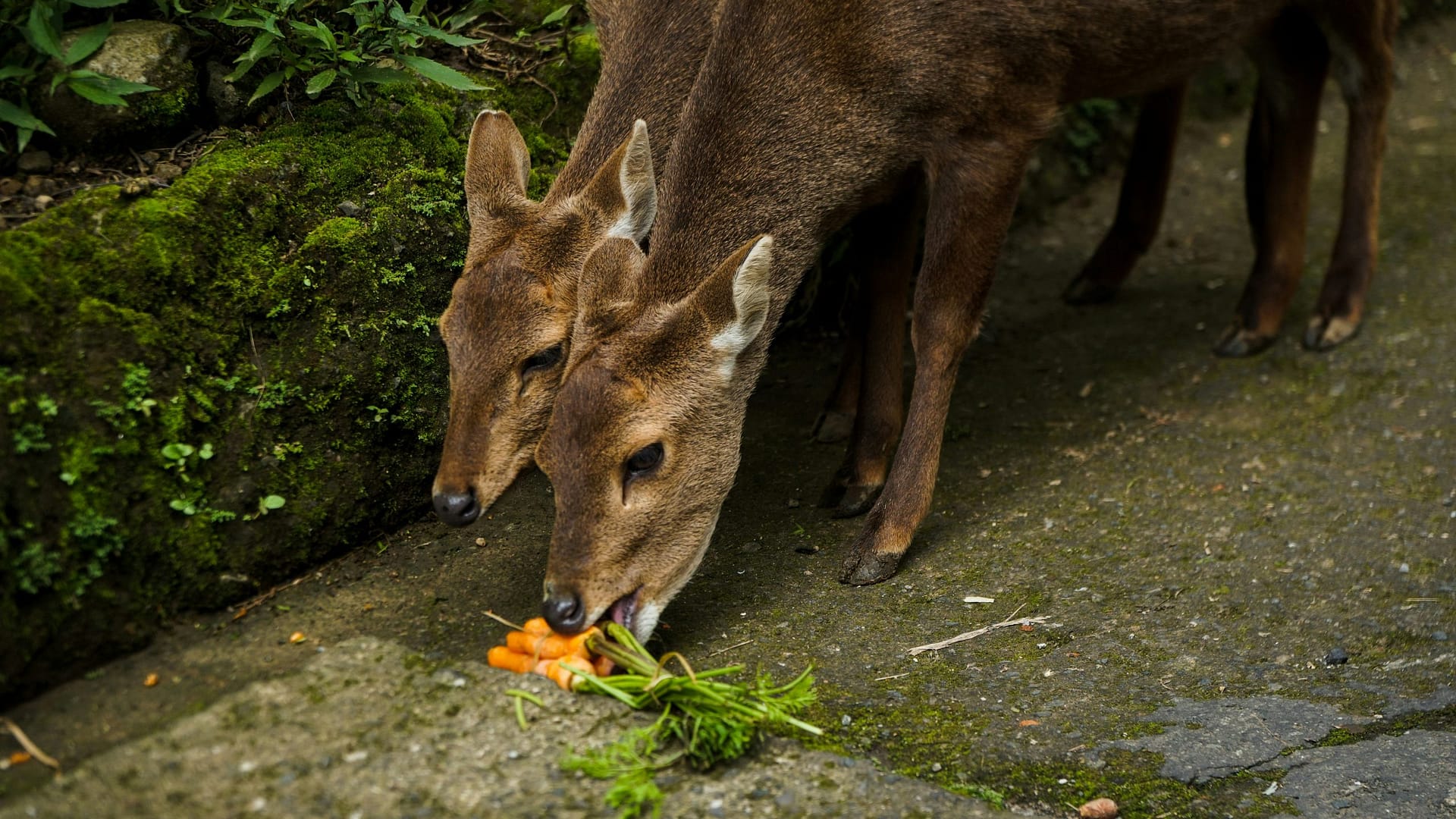 do deer eat carrots