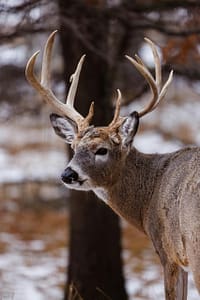 Field Dressing a Deer Like a Pro: How to Step-by-Step Guide - Trophy