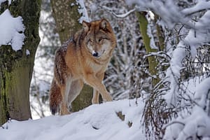 Red Wolf vs Coyote: 7 Fascinating Differences - Trophy Pursuit