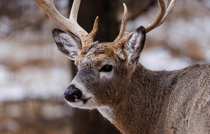 Field Dressing a Deer Like a Pro: How to Step-by-Step Guide - Trophy