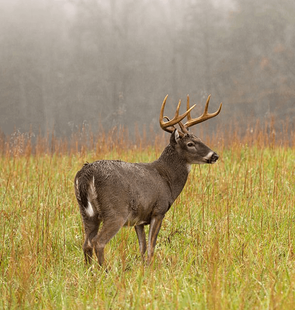Hunting Deer in the Rain