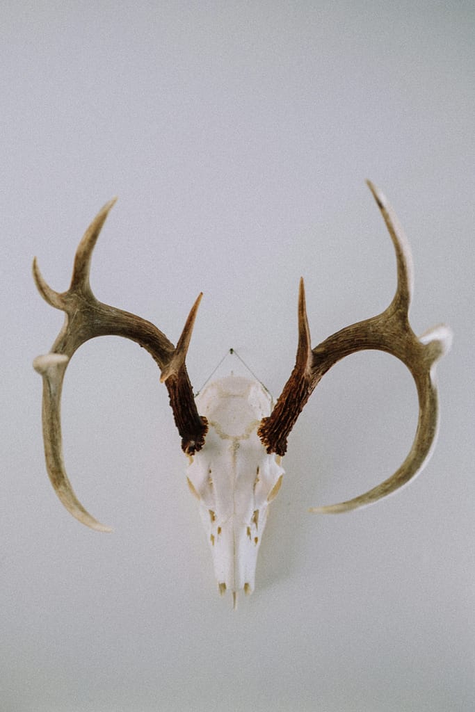 Deer skull