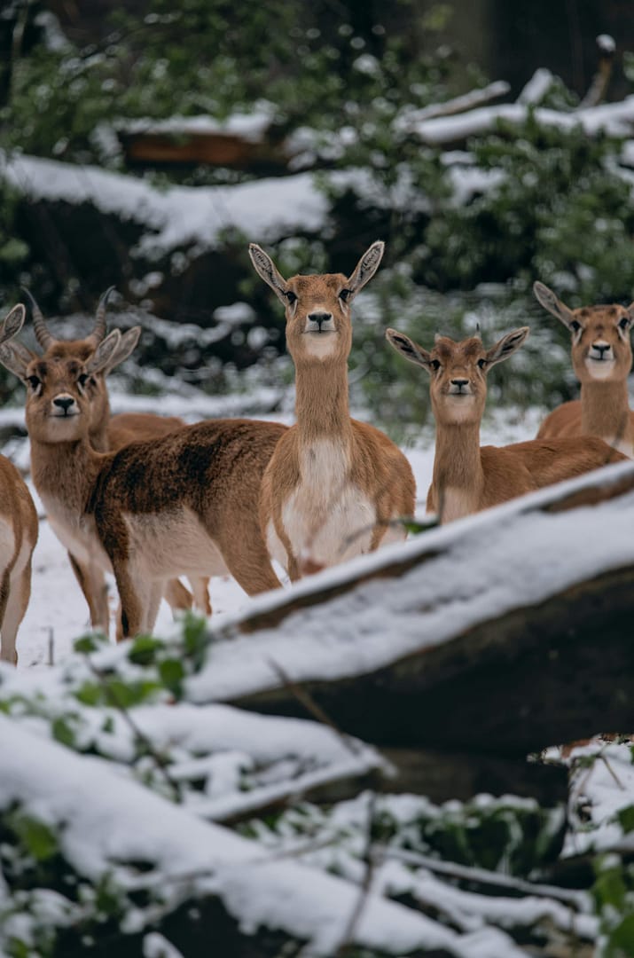 group of deer