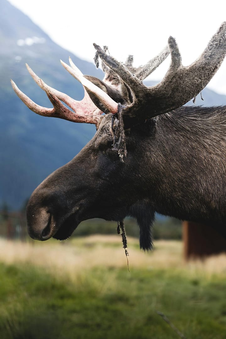 Comparing Big Game Species