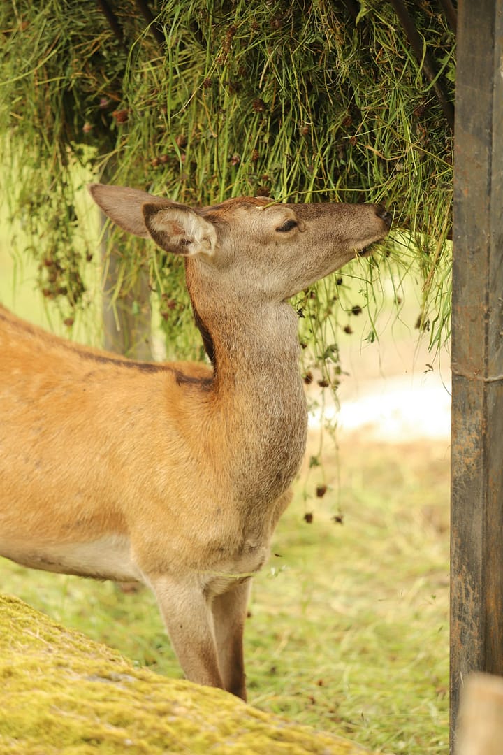 buck forage oats