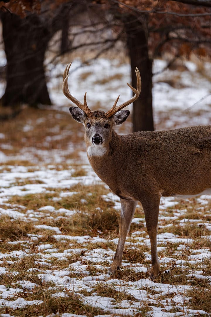 late season deer hunting