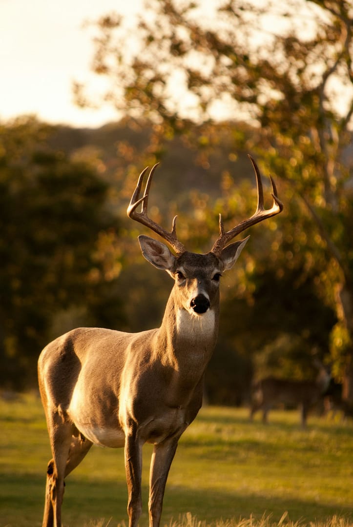What Do Deer Eat