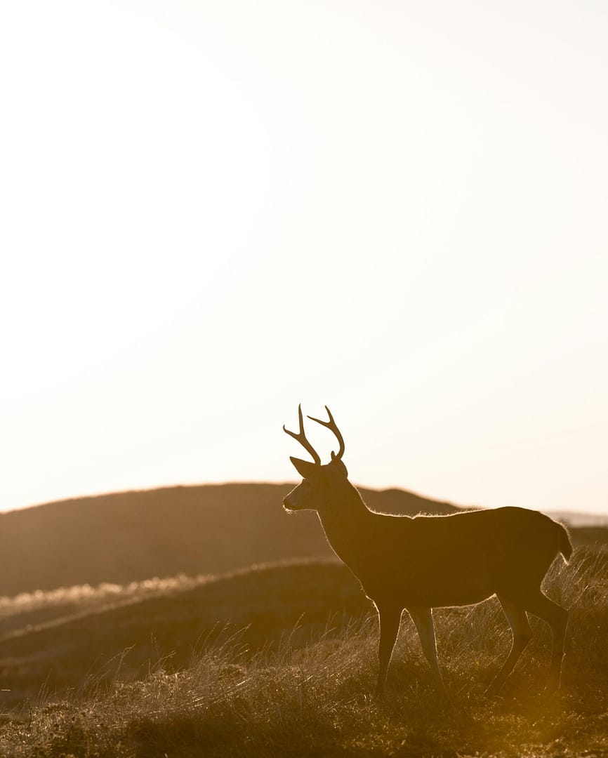 Top 5 States for Whitetail Deer Hunting